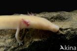 Olm (Proteus anguinus) 