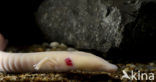 Olm (Proteus anguinus) 