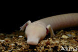 Cave Salamander