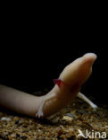 Cave Salamander