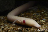 Olm (Proteus anguinus) 