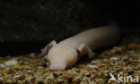 Cave Salamander