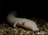 Cave Salamander