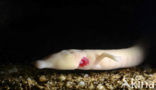 Olm (Proteus anguinus) 