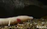 Olm (Proteus anguinus) 