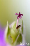 Crane’s-bill (Geranium cinereum)