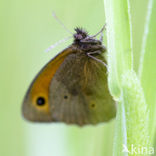 Oranje zandoogje (Pyronia tithonus)