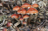 Oranjerode stropharia (Psilocybe aurantiaca)