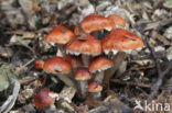 Oranjerode stropharia (Psilocybe aurantiaca)