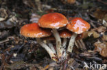 Oranjerode stropharia (Psilocybe aurantiaca)