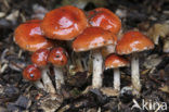 Oranjerode stropharia (Psilocybe aurantiaca)