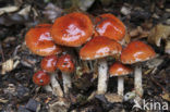 Oranjerode stropharia (Psilocybe aurantiaca)