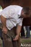 Horse (Equus spp)