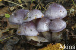 Paarse galgordijnzwam (Cortinarius croceocoeruleus) 