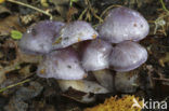 Webcap (Cortinarius croceocoeruleus)