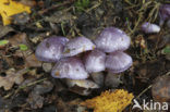 Paarse galgordijnzwam (Cortinarius croceocoeruleus) 