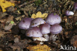 Paarse galgordijnzwam (Cortinarius croceocoeruleus) 