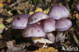 Paarse galgordijnzwam (Cortinarius croceocoeruleus) 