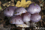 Webcap (Cortinarius croceocoeruleus)