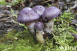 Webcap (Cortinarius croceocoeruleus)