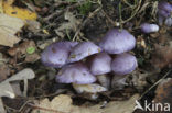 Paarse galgordijnzwam (Cortinarius croceocoeruleus) 