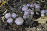 Paarse galgordijnzwam (Cortinarius croceocoeruleus) 