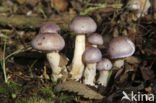 Paarse galgordijnzwam (Cortinarius croceocoeruleus) 