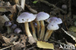 Paarse galgordijnzwam (Cortinarius croceocoeruleus) 