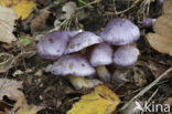 Paarse galgordijnzwam (Cortinarius croceocoeruleus) 