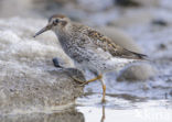 Purple Sandpiper (Calidris maritima)