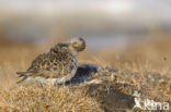 Paarse Strandloper (Calidris maritima)