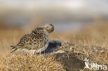 Paarse Strandloper (Calidris maritima)