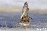 Purple Sandpiper (Calidris maritima)