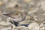 Paarse Strandloper (Calidris maritima)