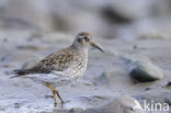 Purple Sandpiper (Calidris maritima)