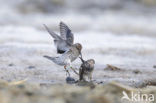 Paarse Strandloper (Calidris maritima)