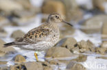 Paarse Strandloper (Calidris maritima)