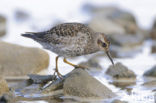 Purple Sandpiper (Calidris maritima)