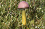 Parrot Waxcap (Hygrocybe psittacina)