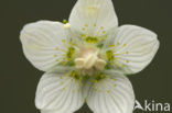 Parnassia (Parnassia palustris) 