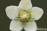 Northern Grass-of-parnassus (Parnassia palustris)