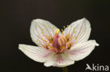 Northern Grass-of-parnassus (Parnassia palustris)