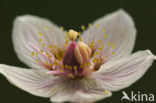 Parnassia (Parnassia palustris) 