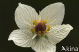 Northern Grass-of-parnassus (Parnassia palustris)