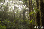 Parque Nacional Monteverde