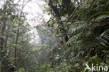 Parque Nacional Monteverde