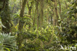 Parque Nacional Monteverde