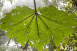 Parque Nacional Monteverde