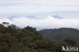 Parque Nacional Monteverde