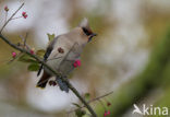 Pestvogel (Bombycilla garrulus)